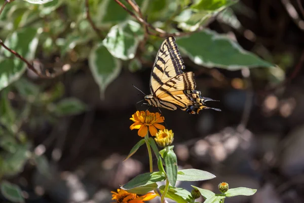 Old World Swallowtail Butterfly — Stock Photo, Image