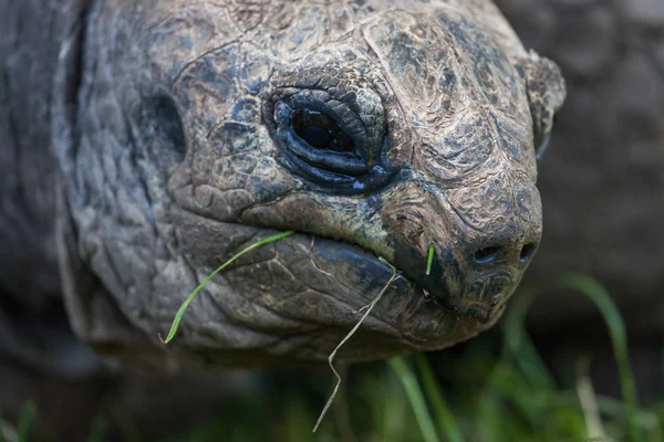 Гігантська черепаха обличчя — стокове фото