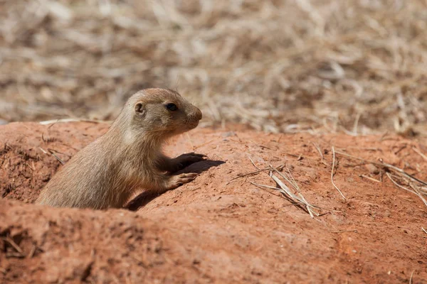 Baby Prairie Dog — Stock Photo, Image