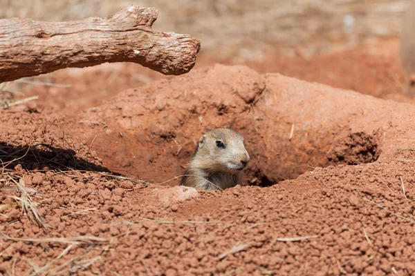 Mignon petit chien de prairie — Photo