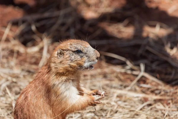 Old Prairie Dog — Stock Photo, Image