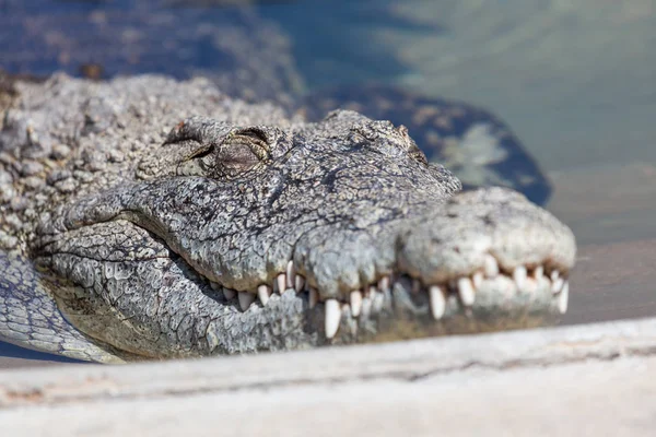 Alligator endormi — Photo