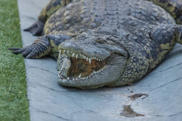 Overweight Sleeping Alligator — Stock Photo, Image