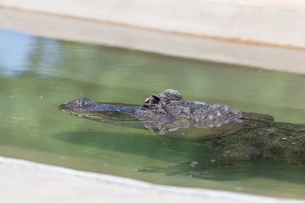 Alligator immergé dans l'eau — Photo