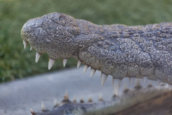 Alligator à bouche ouverte — Photo