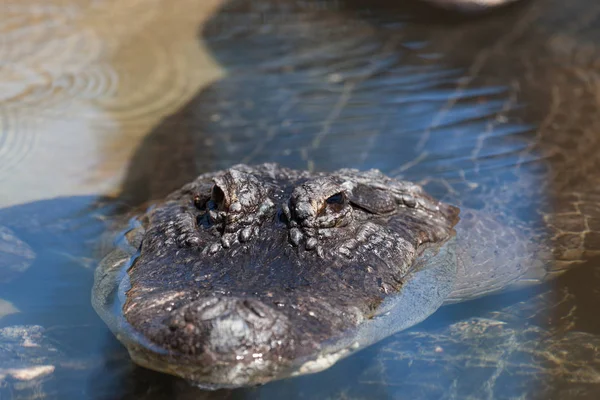 Alligator immergé dans l'eau — Photo