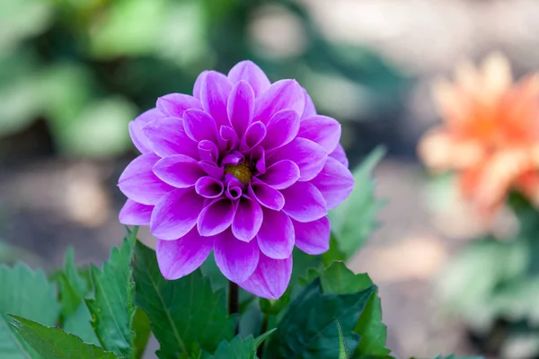 Purple Dahlia Bloom — Stock Photo, Image