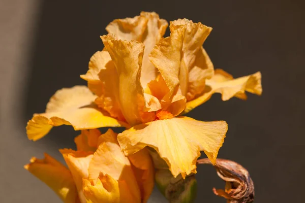 Iris barbuto arancione — Foto Stock