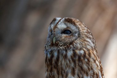 Çizgili baykuş ile en yakın