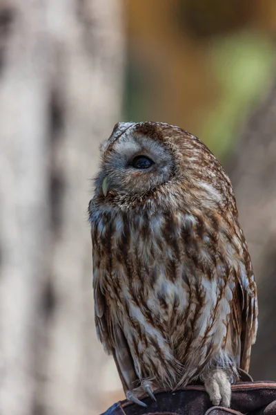 Up Close With a Barred Owl — Stock Photo, Image