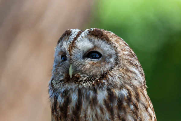 Tot sluiten met een gestreepte uil — Stockfoto