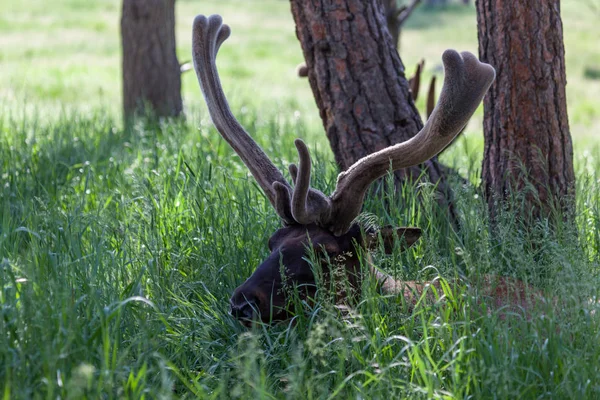 Älg som vilar i fjädra gräs — Stockfoto