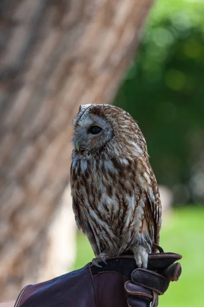 Up Close With a Barred Owl — Stock Photo, Image