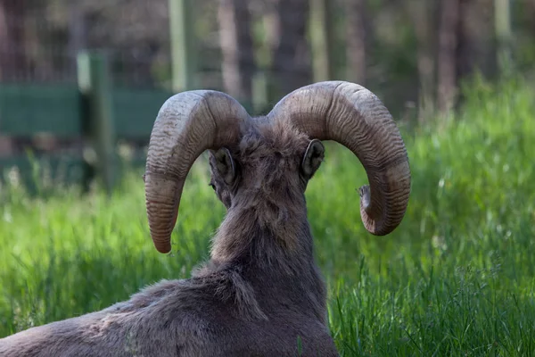 Ram huvudet bakifrån — Stockfoto