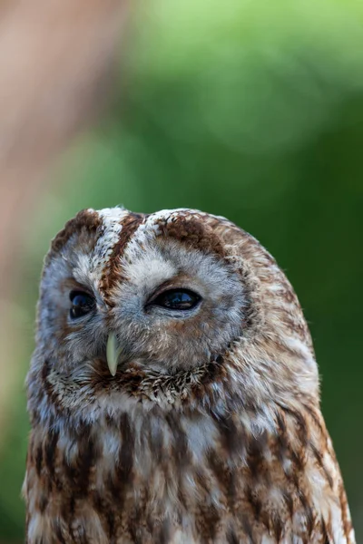 Up Close Avec une chouette rayée — Photo