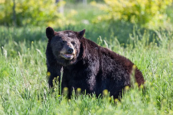 Urso preto ao sol — Fotografia de Stock