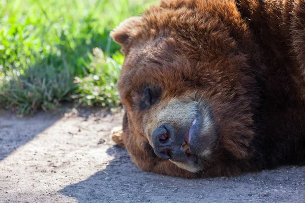 Urso castanho adormecido — Fotografia de Stock