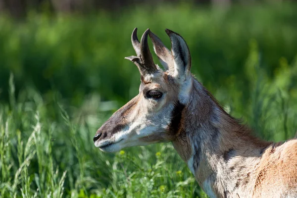 Antelope profiel — Stockfoto