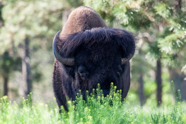 Büyük erkek bizon — Stok fotoğraf