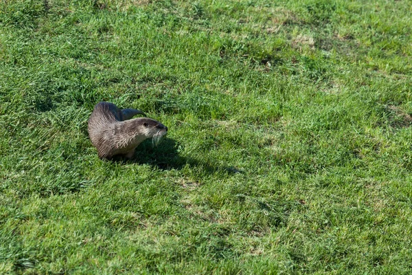 Nasser Flussotter im Gras — Stockfoto