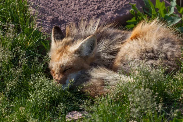 Спящая красная лиса — стоковое фото