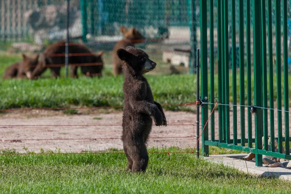 Urso de bebê de pé — Fotografia de Stock