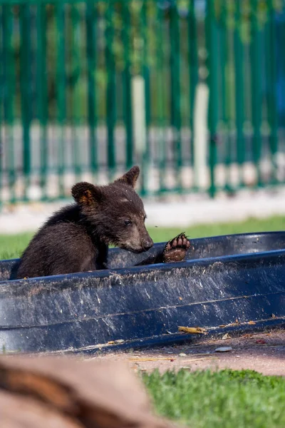 Bebé oso en un tazón — Foto de Stock