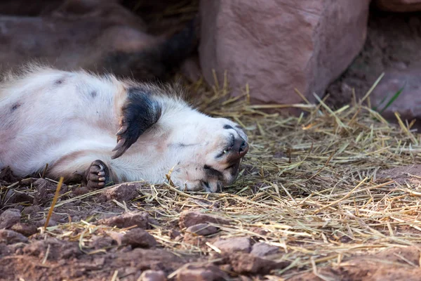 Tejón tomando una siesta — Foto de Stock