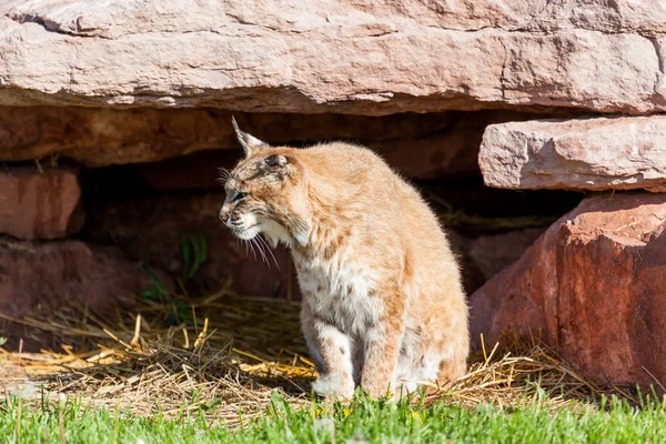 Güneşin altında oturan bobcat — Stok fotoğraf