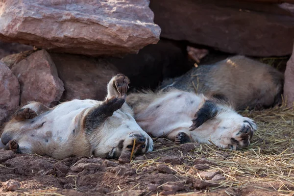 有趣的睡眠獾 — 图库照片