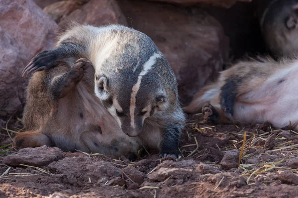 Badger Itching its Neck — Stock Photo, Image