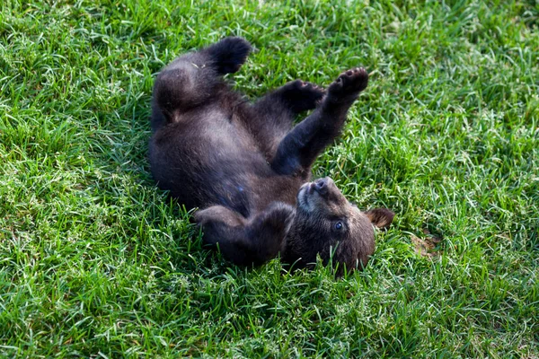 Baby Black Bear — Stock Photo, Image