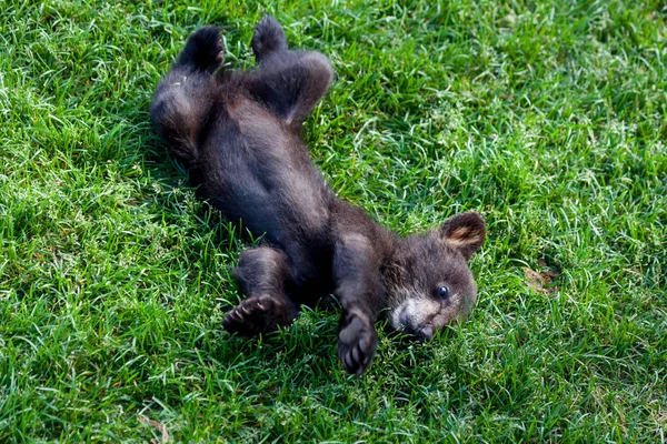 Urso preto bebê — Fotografia de Stock