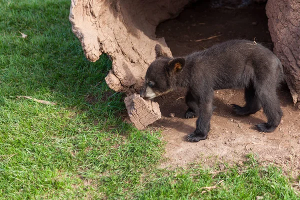 ログによって黒いクマの赤ちゃん — ストック写真