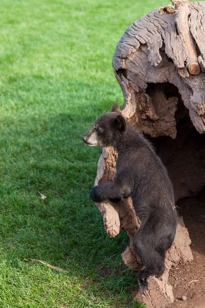 Urso preto do bebê curioso — Fotografia de Stock