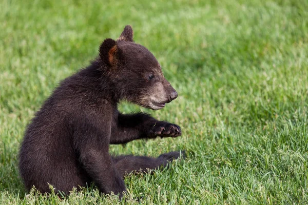 Dětské černý medvěd sedící v trávě — Stock fotografie
