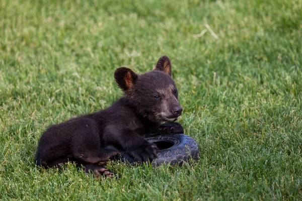 Jouer bébé ours noir — Photo