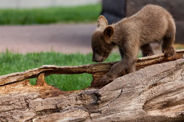 Bebê urso marrom em um log — Fotografia de Stock