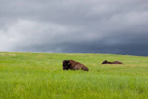 Dos búfalos descansando en una colina —  Fotos de Stock