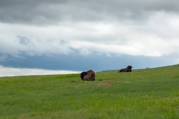 丘の中腹で休む2つのバッファロー — ストック写真