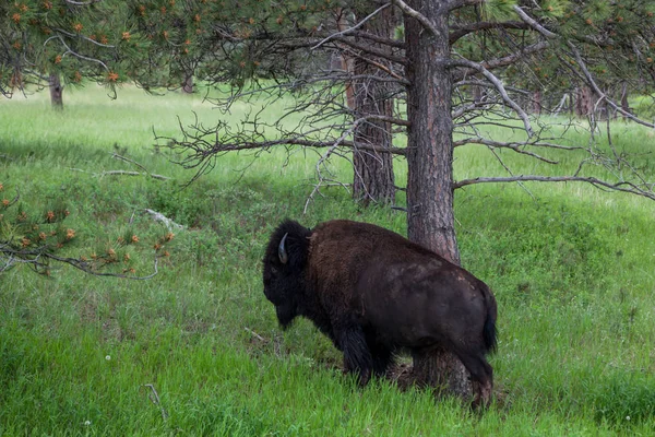 Poste de arañazos de bisonte — Foto de Stock