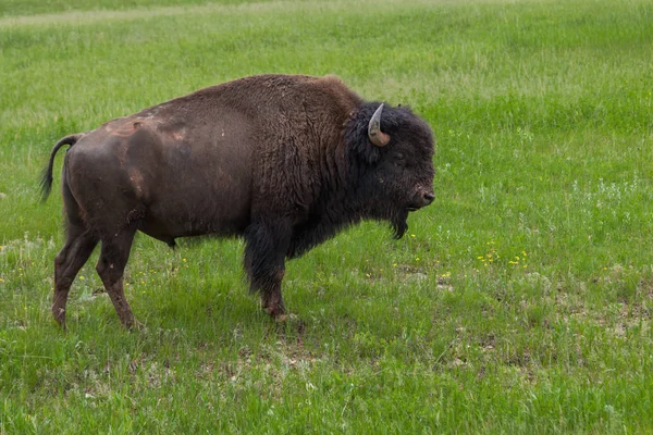 Buffalo macho en una ladera — Foto de Stock