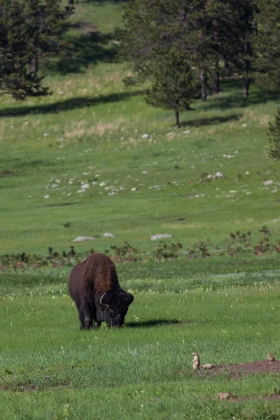 Bisonte de pastoreo grande — Foto de Stock