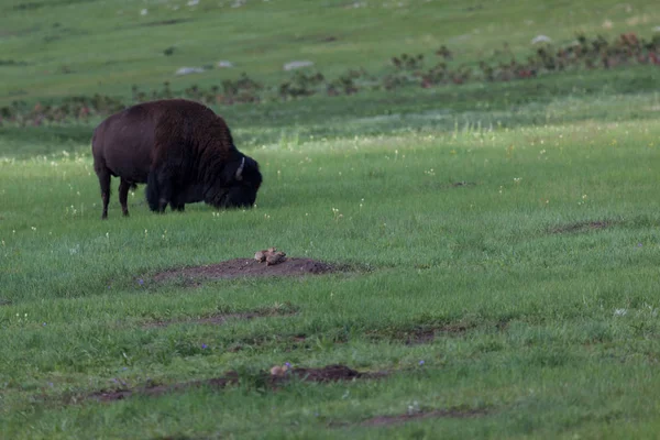 Bir Buffalo tarafından Prairie Dog Aile — Stok fotoğraf