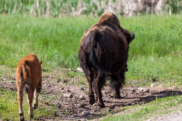 Matka i dziecko Bizon — Zdjęcie stockowe