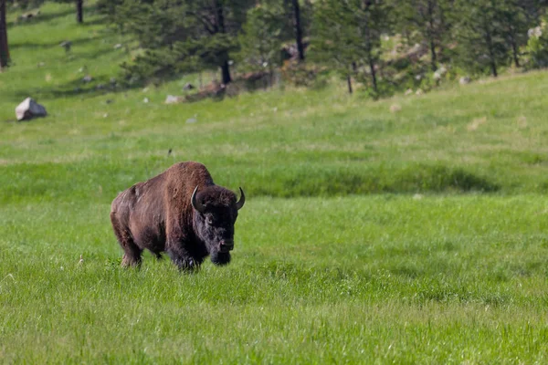 Grande Bison Bull — Fotografia de Stock