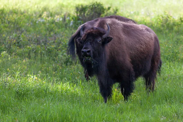 Bisonte comiendo hierba — Foto de Stock