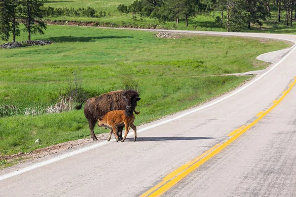 Madre y bebé Bison — Foto de Stock