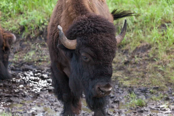 Bisonbullengesicht — Stockfoto