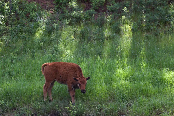 Bisonte bebé — Fotografia de Stock